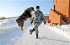 Псы из самарского кинологического центра борются с преступностью на родной земле и в далеких краях