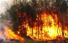 Локализован пожар в нацпарке Бузулукский Бор в Самарской области