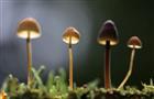 В Самарской области грибами отравилось уже 20 человек