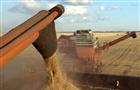 В регионе намолочено 306 тыс. тонн зерна 