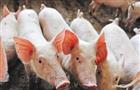 В Самарской области ликвидировано более 230 голов свиней из-за африканской чумы