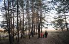 Чиновники Тольятти закладывают деньги на проектирование лесной дороги