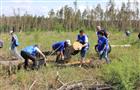 В Тольятти готовится посадка леса в честь героев Первой мировой