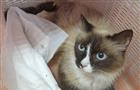В Самаре волонтеры спасли кошку, упавшую на козырек подъезда две недели назад