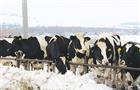 Молоко с самарских ферм пробьет дорогу к потребителю благодаря качеству
