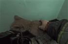 На пожаре в Тольятти спасены две кошки
