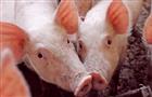 Свинокомплекс компании "Доминант" закрыт на карантин
