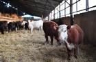 В Саратовской области реализуется инвестпроект по созданию молочно-товарной фермы на 400 голов