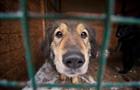 Приют для животных "Участие", попавший под снос, получит здание в Куйбышевском районе