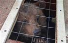Самарские таможенники не дали незаконно вывезти четырех медвежат