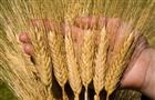 Сбор зерна в Саратовской области достиг 2928,1 тыс. тонн