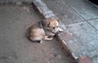 В Тольятти пес целый год ждет бросившую его хозяйку