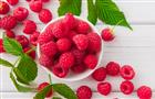 День варенья: за 7 лет урожайность ягод в России увеличилась на 14%
