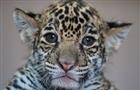 Котенка ягуара из Самарского зоопарка можно будет увидеть 24 апреля
