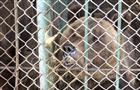 Зоотехник самарского зоопарка осмотрел медведей, которых хочет продать владелец кафе