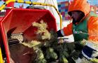 Тольяттинцы за две недели сдали более 150 новогодних деревьев на переработку