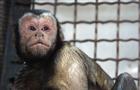Самарский зоопарк отметит "Международный день обезьян"