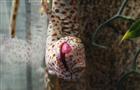 Самарский зоопарк приглашает на кормление рептилий