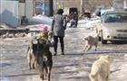 Данные по отлову бродячих собак могут быть ошибочными