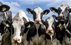 В Казани выберут самую красивую корову Республики Татарстан
