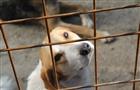 В Саратовской области построят три новых приюта для собак