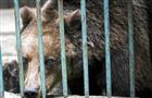 В тольяттинском цирке от мороза погибают 60 животных  