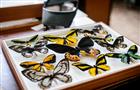 В Самаре создадут мультимедийную выставку из 75 тыс. бабочек