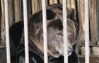 В Самарском зоопарке отметят день рождения медведя  