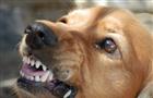 Житель губернии заплатил более 250 тыс. руб. за нападение его собаки на соседку