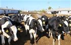 Global Vision построит молочную ферму в Шенталинском районе