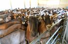 Производство козьего молока в Удмуртии с начала 2021 года достигло более 341 тонны