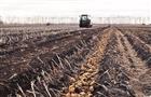 Овощеводческие хозяйства региона собрали почти 230 тысяч тонн продукции
