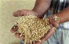 Продовольственным кондициям отвечает 70% собранной в регионе пшеницы