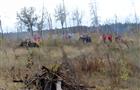 Депутаты и сотрудники аппарата думы Тольятти приняли участие в уборке леса