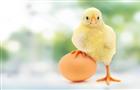 Россия вошла в топ-10 стран с наибольшим потреблением куриных яиц на душу населения