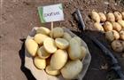 В Самарской области представили новый сорт картофеля "Джулия"