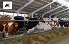 Больше молока: нацпроект "Производительность труда" помог животноводческому комплексу улучшить производство