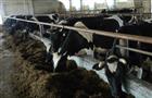 "Объединенная мясная компания" построит в регионе хозяйства на 18 тыс. голов КРС