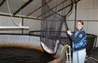 Ичалковский район: семья Чекушиных из Смольного разводит теплолюбивых африканских сомов