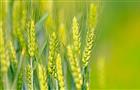 "Золотая осень": Россельхозбанк назвал главные тренды рынка зерна
