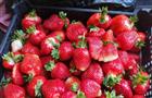 Сотни тысяч корней садовой земляники из Италии посадят в садах ЯФО