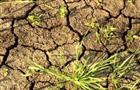 Из-за засухи аграрии губернии потеряли около 1,5 млрд рублей 