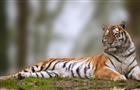 Клиенты РСХБ перечислили 150 млн рублей для сохранения популяции амурских тигров
