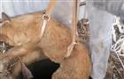 В Самаре Служба спасения животных вытащила собаку из девятиметрового колодца
