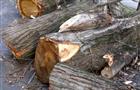 В Кировском районе незаконно вырубили 216 дубов, кленов и лип