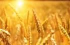 Хлеборобы Оренбургской области намолотили 2 млн тонн зерна нового урожая