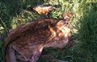 В Самарской области поймали браконьеров, незаконно убивших пятнистого оленя