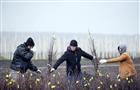Выбираем саженцы плодовых и ягодных культур