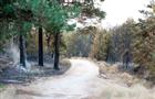 Участок тольяттинского леса, пострадавший от пожара, остался в собственности города