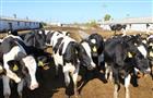 Племзавод "Кряж" служит индикатором состояния дел в молочном животноводстве